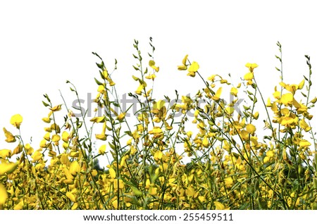 An isolated image of wild yellow color flower on white background