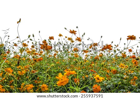 An isolated image of wild orange color flower on white background