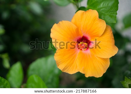 Hibiscus syriacus is a species of flowering plant in the family Malvaceae, native to much of Asia