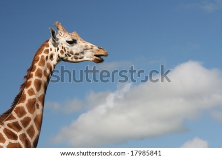 giraffe can reach the cloud