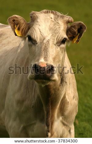 cow face