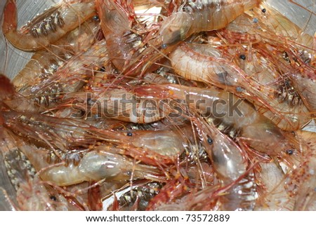 still alive prawn