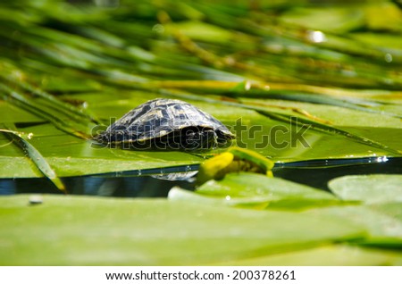little turtle