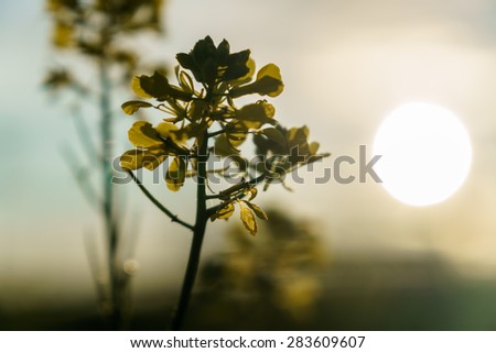 Rape flower in the sun