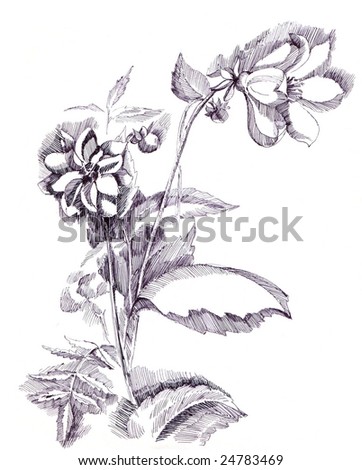 floral sketch