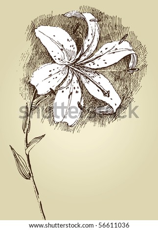 stock vector hand drawn lilly flower
