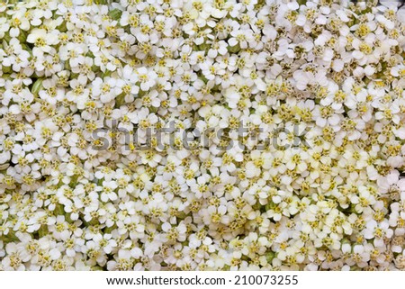 Light background from colours of a white yarrow