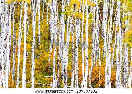 Beautiful aspen trees with golden leaves and white trunks in Colorado.