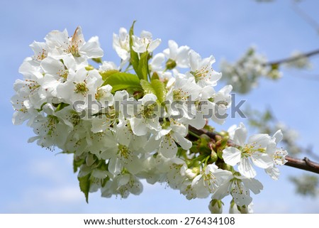 flowery cherry blossoms