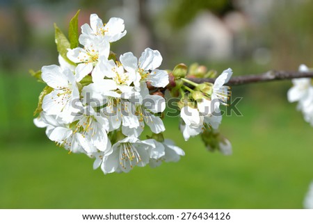 flowery cherry blossoms
