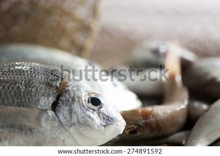 Gilt-head fish