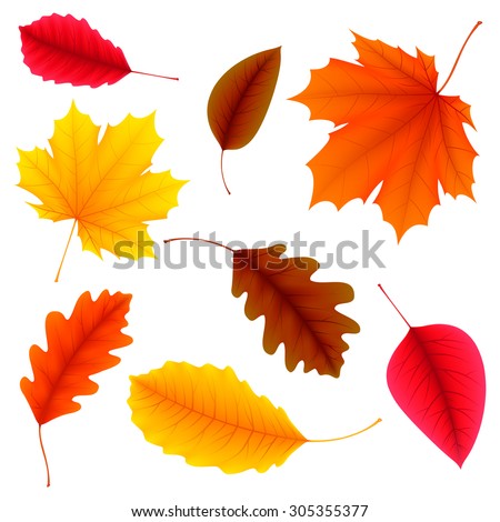 Vector illustration of color autumn leaves on white background
