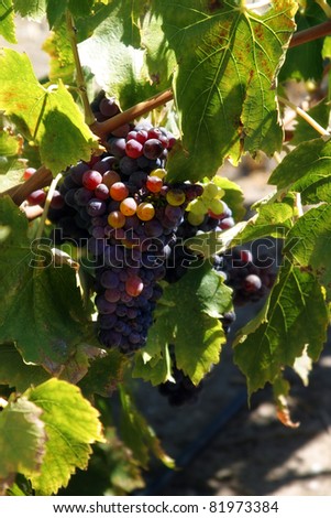 Bunch of grapes Sonoma Valley wine country California