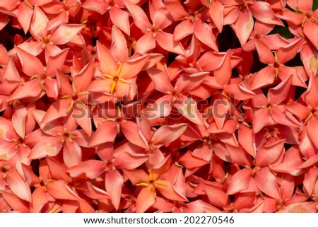 Cluster of Mini Flowers of Ixora