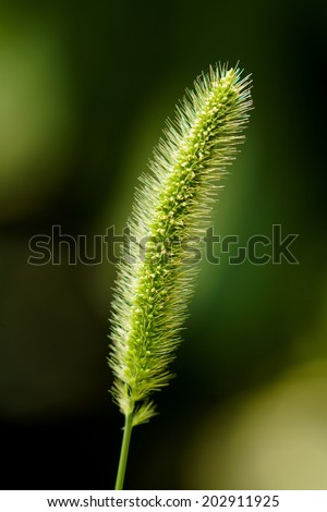 Close Up of The Green Foxtail ( Fox Tail ) Grass with Creamy Bokeh Background.