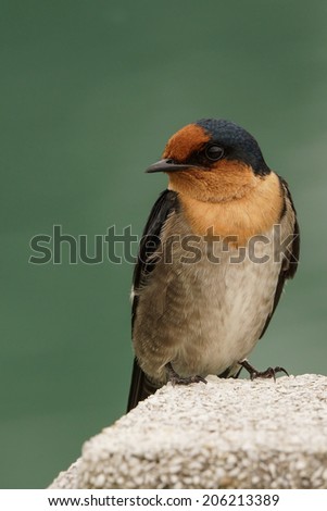 Close Up of A Pacific Swallow On A Concrete Post.