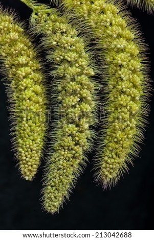 Macro View of Green Foxtail ( Fox Tail ) Grass in Black Background.