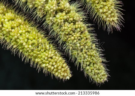 Macro View of Tips of  Green Foxtail ( Fox Tail ) Grass in Black Background.