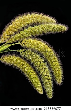 Close Up of Green Foxtail (Fox Tail) Grass in Black Background