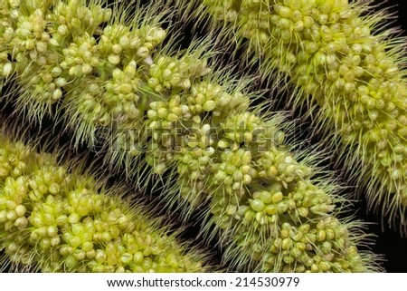 Macro View of Green Foxtail ( Fox Tail ) Grass