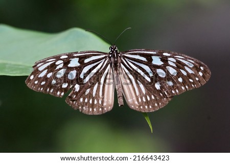 A Ceylon Blue Glassy Tiger Butterfly Rests on The Tip of A Leaf. Its Wings are Damaged and Broken. With Peeling Spots.