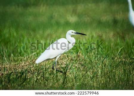A Great Egret Walking among the Grass Field. With Its Neck in S Shape.