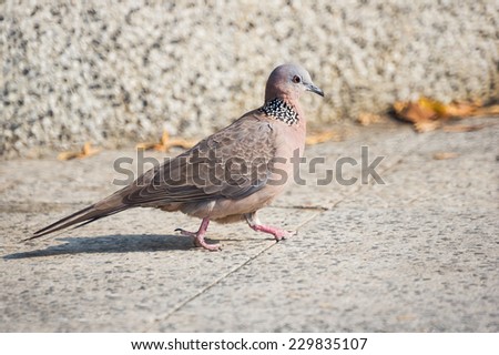 Although With Missing Fingers in One Leg, The Spotted Dove Walking Proudly on The Ground in The Park.