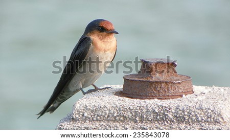 Close Up A Pacific Swallow On A Concrete Post