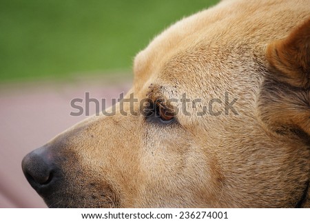 Close Up of The Profile of The Face of A Lonely Dog. The Eye Looks to The Far Place Sadly.