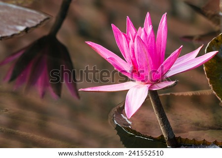 A Magenta Water Lily With Reflection of of Another Flower on The Water. An With Leaves of Brown Color on The Water.
