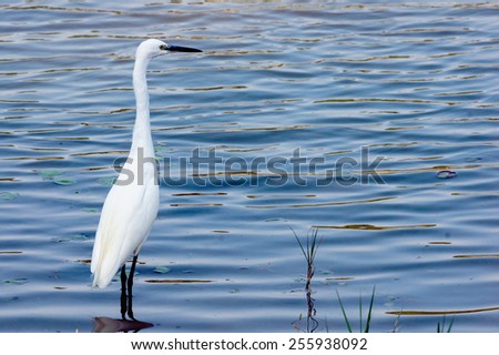 A Little Egret Standing in The Shallow Water of A Lake. The Wavy Water Reflect The Blue Color From The Sky, With Water Plant Floating on The Surface.