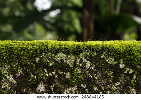 Blurred background green moss on the stone and brick walls in Bali.