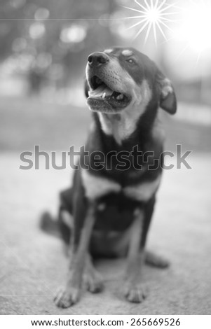 puppy look at camera, close up dog eye, feel he very happy and smile with, dog live at thailand\'s temple black and white tone.