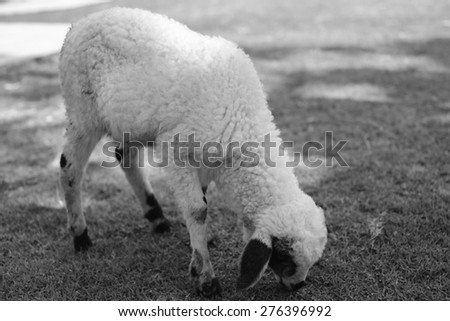 blurry of sheep lamb eat grass in the spring green grass background soft focus black and white tone.
