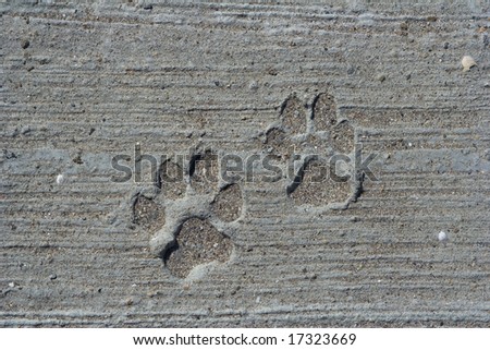 trace of dog