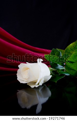 stock photo : white rose and