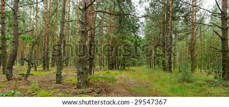 panorama of the forest for the central zone of Europe