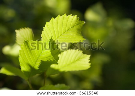 Green leaves in ray of sun