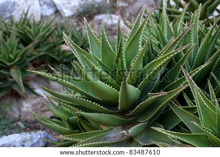Aloe Plant used in Health-Care and Medicine