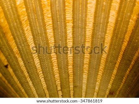 scallops shell (See Pectinidae) close up