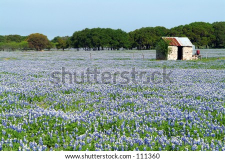 blue bonnet field