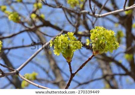Linden Tree (lime tree) linden blossom. Blooming linden, lime tree in bloom. Linden Tree blossom