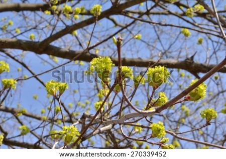 Linden Tree (lime tree) linden blossom. Blooming linden, lime tree in bloom. Linden Tree blossom