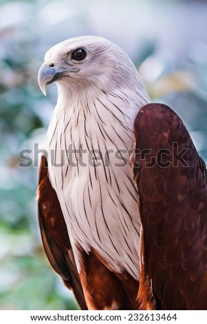 Red-backed sea-eagle (Brahminy Kite)