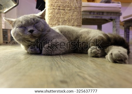 fat cat sitting on the floor