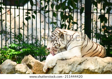 white tiger sitting on the rock in the zoo