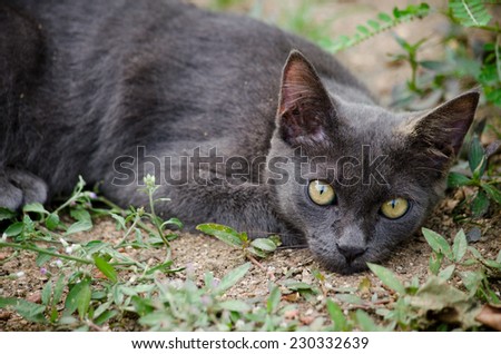 black cat thailand sleep on the ground