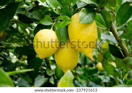 yellow Lemons growth on a lemon tree