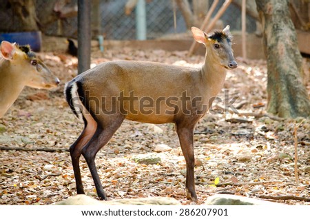 The Fea\'s Muntjac or Tenasserim muntjac (Muntiacus feae) is a rare species of muntjac native to China, Laos, Myanmar, Thailand and Vietnam. Red List of Threatened Species