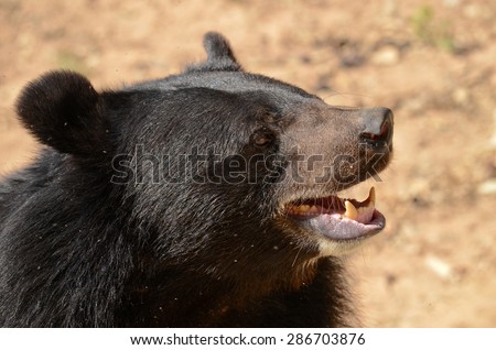 Black Bear is dangerous species in forest ,thailand and it live everwherer in forest , v-shape